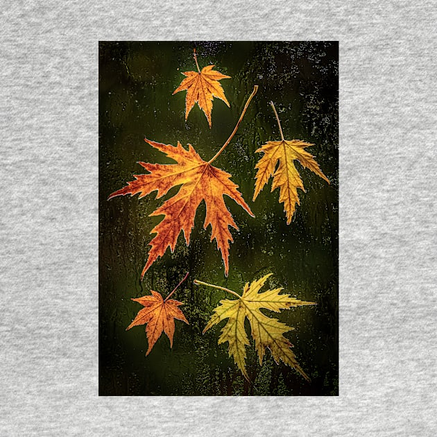 Acer Leaves on a Window with Raindrops by TonyNorth